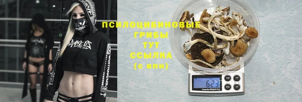 прущие грибы Абаза