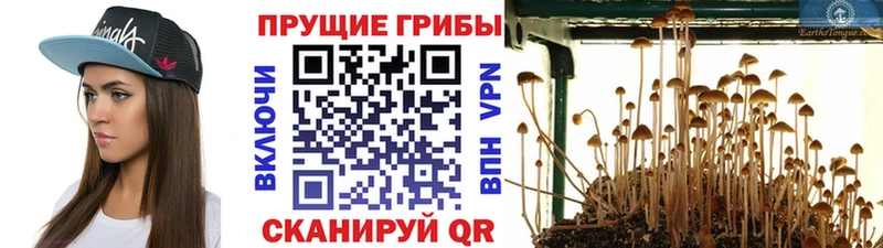 Галлюциногенные грибы Cubensis  hydra ссылка  Нальчик 